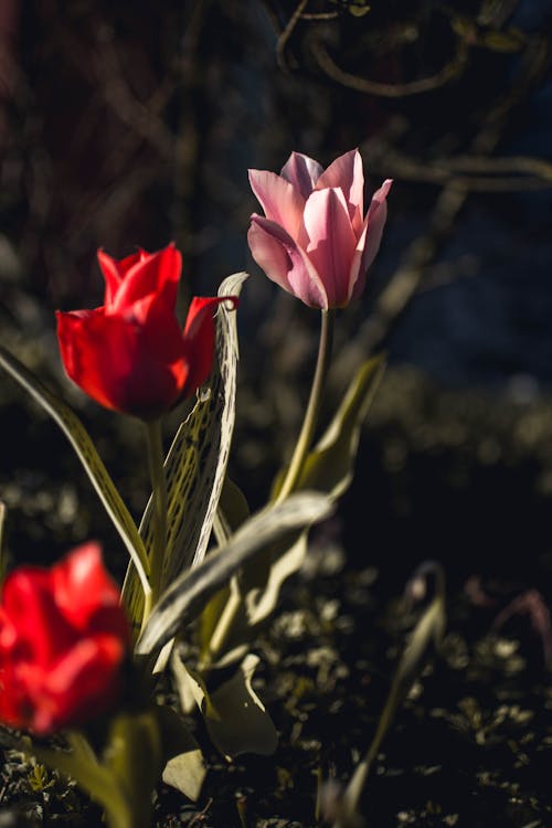 бесплатная Розовые и красные тюльпаны крупным планом Стоковое фото