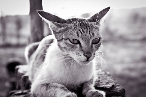 흰색과 검은 색 줄무늬 고양이의 회색조 사진