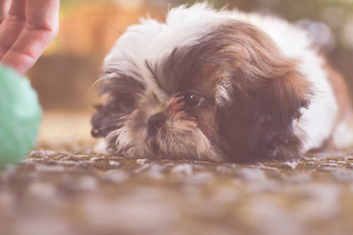 Free White and Brown Terrier Stock Photo