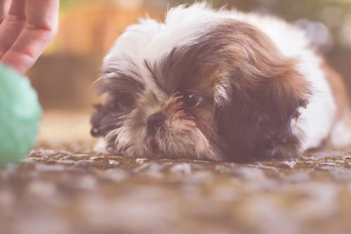 Free Cute Shih Tzu puppy lying on grass outdoors, focused on play. Stock Photo