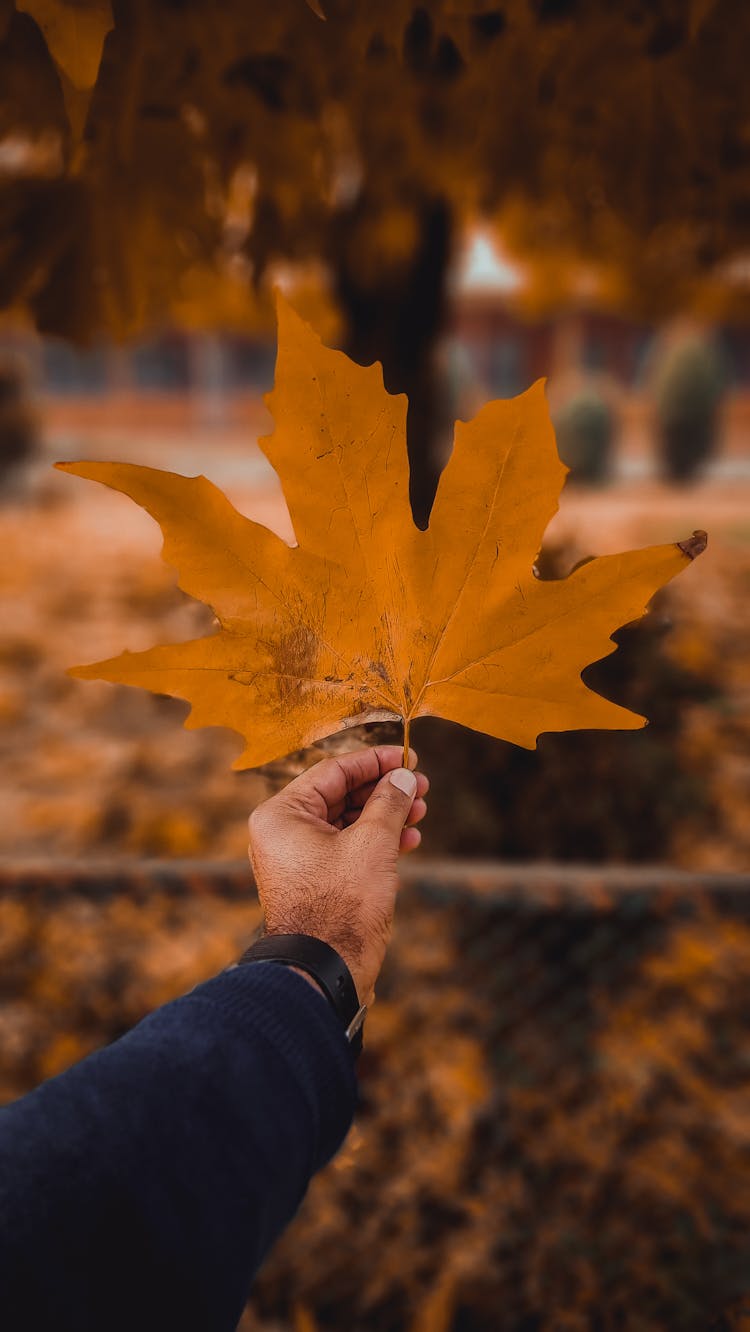 Hand Holding Autumn Maple Leaf