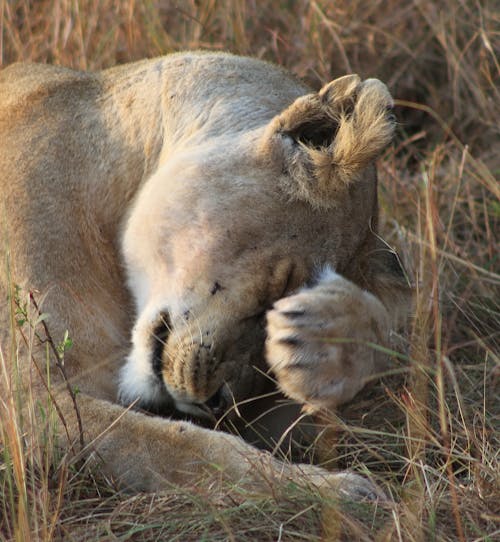 Free stock photo of kenya safari, lion sleeping, lioness Stock Photo