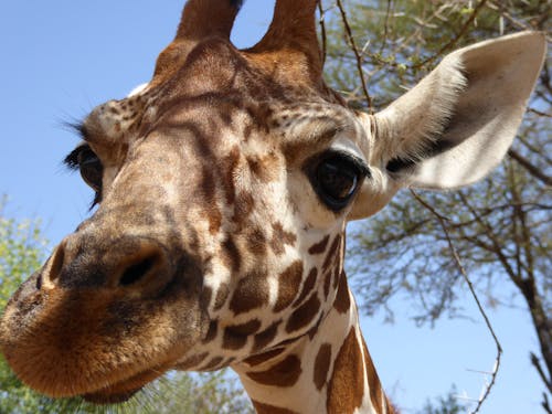 Gratis stockfoto met afrika giraf, giraf close-up, giraf portret