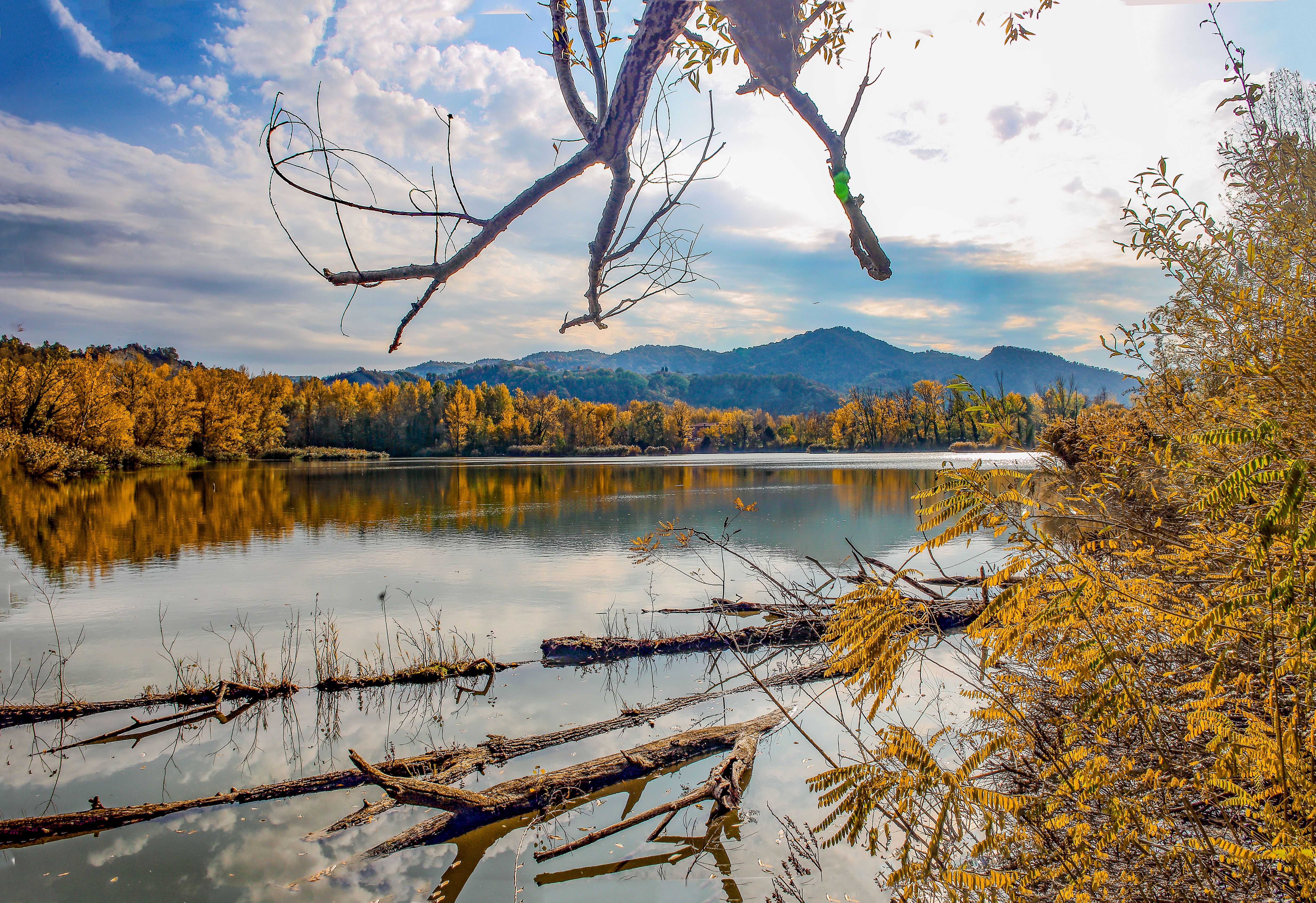 Tree Trunks on a Lake · Free Stock Photo