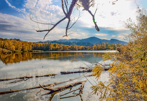 Tree Trunks on a Lake