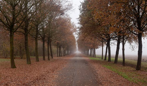 Paved Road Full of Dried Leaves