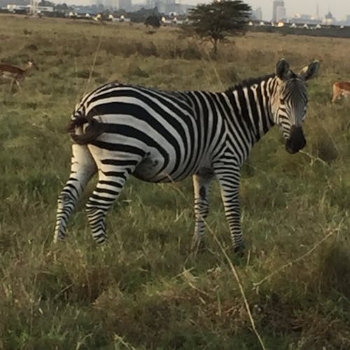 Gratis stockfoto met Kenia, nationaal park nairobi, zebra