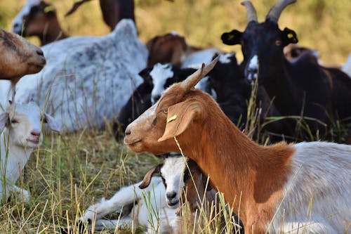 Free stock photo of farm animals, flock, goats
