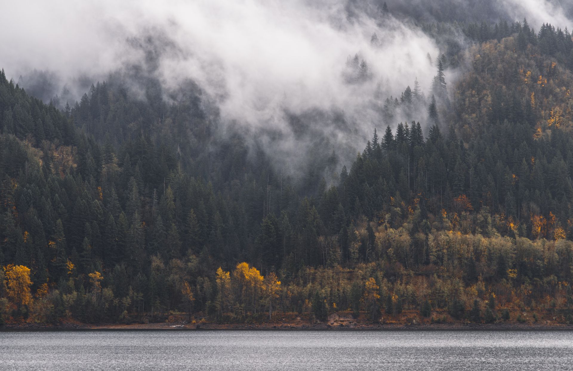 Serene foggy forest with fall colors over a lake in Washington State, creating a tranquil nature scene.