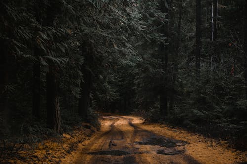 Kostnadsfri bild av däckmärken, natur, skog