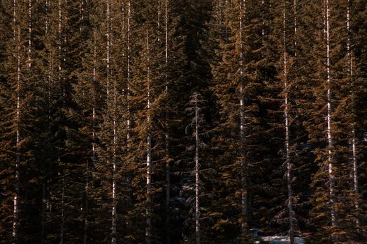 Aerial view of a dense evergreen forest in Oregon, showcasing autumn's golden tones.