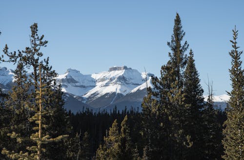 Clear Sky over Forest and Mountains