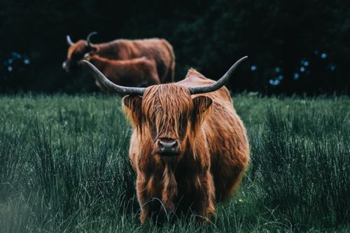 Free Close-up of Highland cattle in a green meadow, showcasing their distinctive horns and long hair. Stock Photo