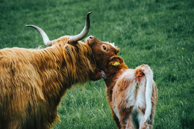 Highland Cattle Bull And A Calf