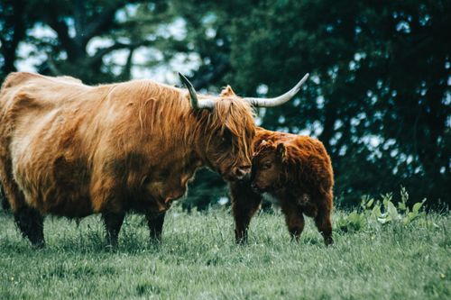 Free Highland cattle with calf in a serene countryside setting, showcasing rural wildlife photography. Stock Photo
