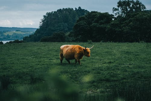 Δωρεάν στοκ φωτογραφιών με Αγελάδα των Χάιλαντς, αγροτικός, γήπεδο