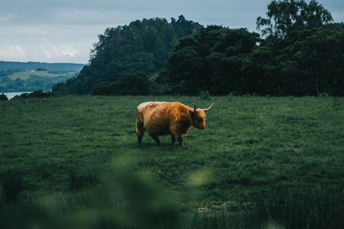 Free A highland cow grazing peacefully in a lush green field surrounded by trees. Stock Photo