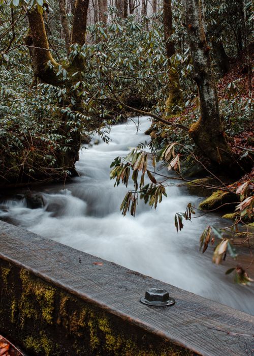Free Tranquil stream flowing through lush green forest, creating peaceful ambiance. Stock Photo
