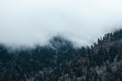 Ingyenes stockfotó borús, erdő, fák témában