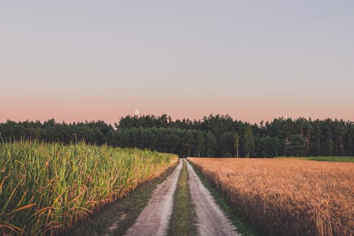 Kostenloses Stock Foto zu acker, draußen, feldweg