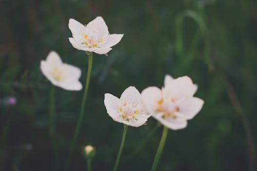 Безкоштовне стокове фото на тему «білі квіти, болотна трава парнасу, Вибірковий фокус»