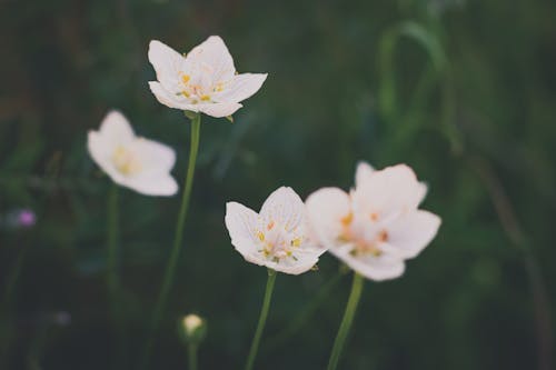 Kostenloses Stock Foto zu blumen, blüten, blütenblätter