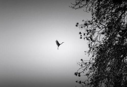 Free Black and white silhouette of a bird soaring above tree branches in Kastoria, Greece. Stock Photo