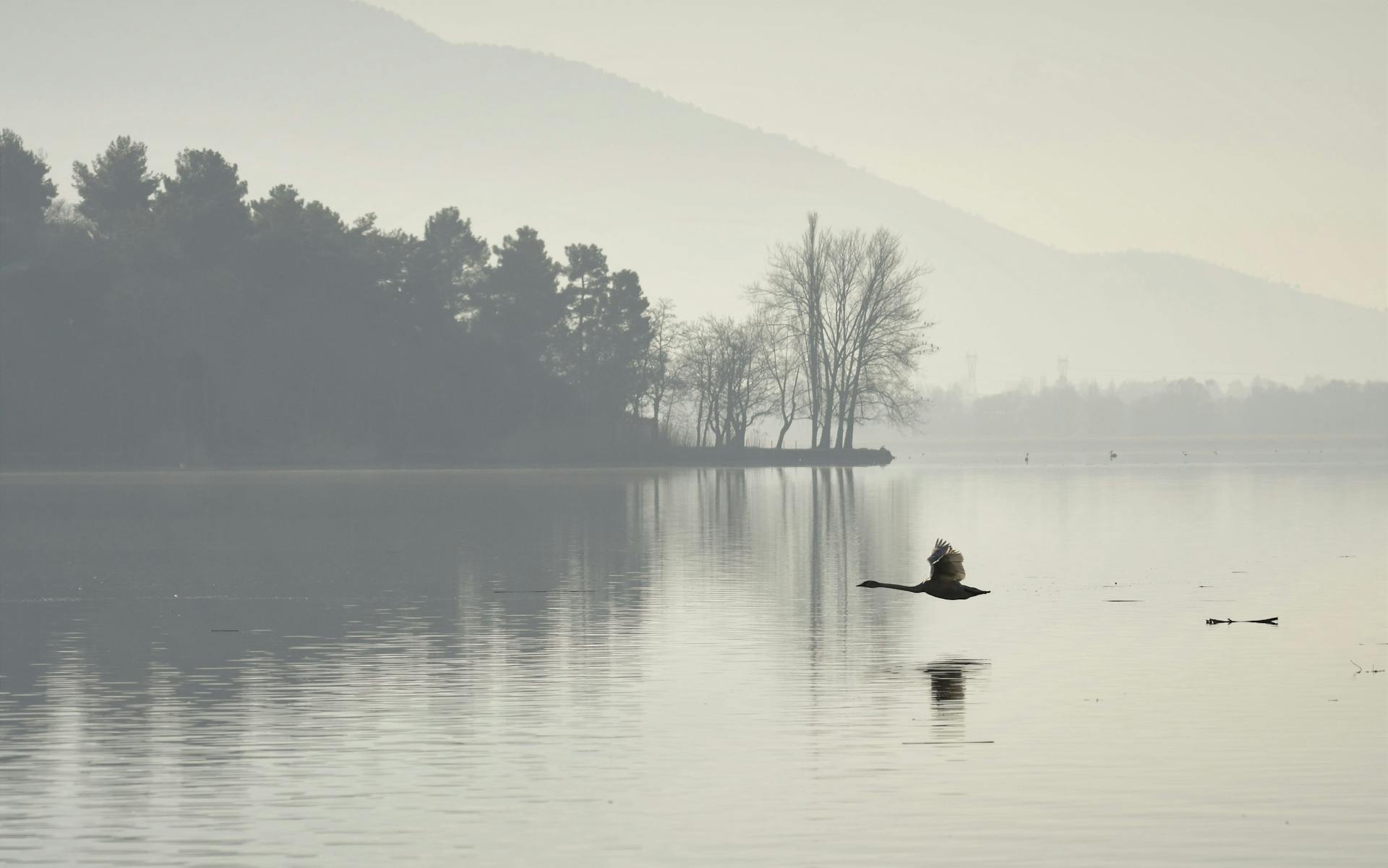 A swan gracefully flies over the tranquil waters of Lake Kastoria in Greece, reflecting a serene morning landscape.
