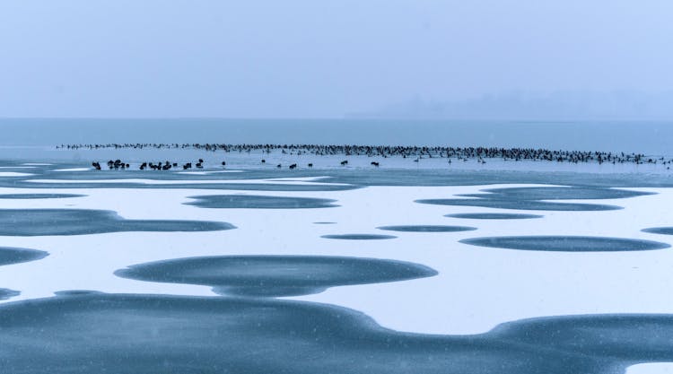 Birds Sitting On A Frozen Seashore 