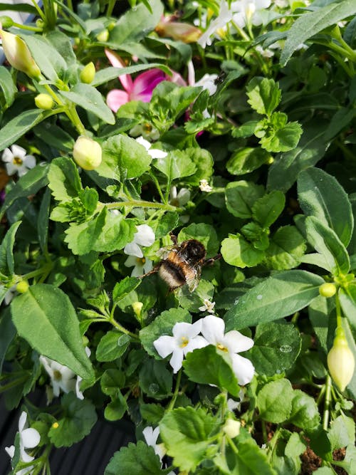 Free stock photo of bumblebee, bumblebee on leaf, flower garden