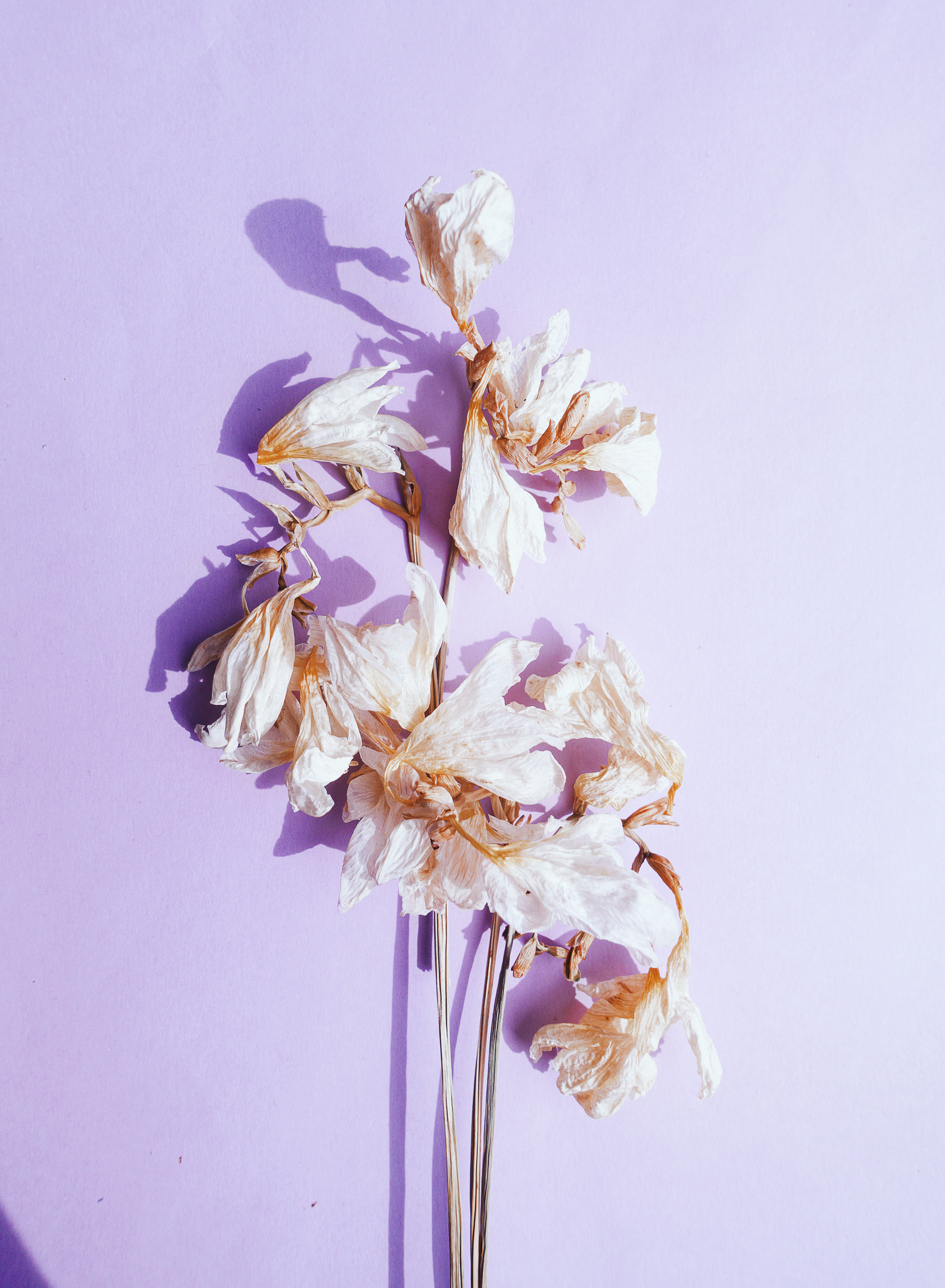 A minimalist arrangement of dried white flowers on a pastel purple backdrop.