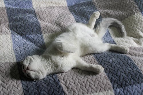 Immagine gratuita di addormentato, animale carino, gattino
