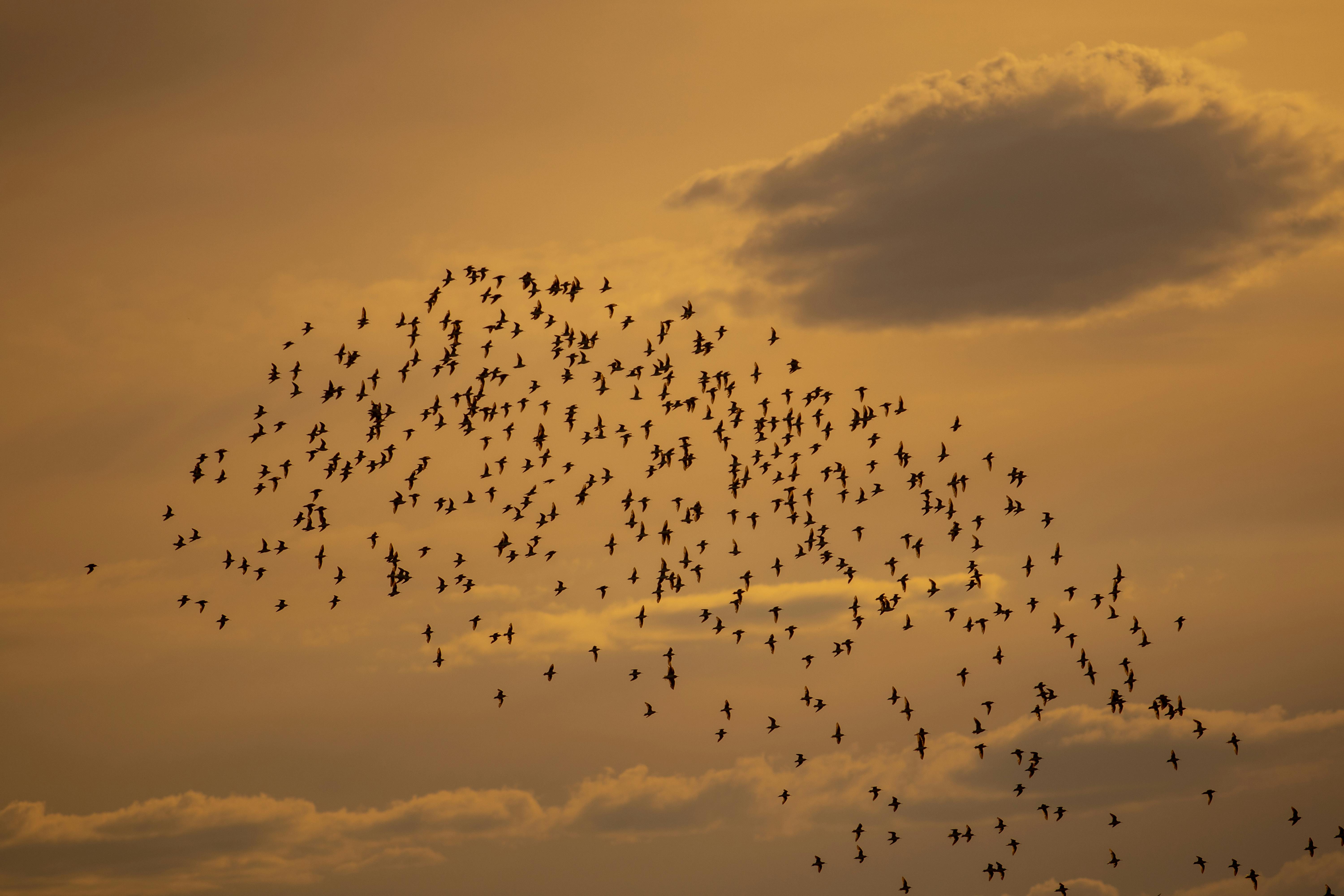 Urbandale amends contract with Flock camera company to improve data transparency — Photo by Emiliano Arano on Pexels