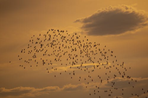 Free Flock of Birds Flying in the Sky Stock Photo