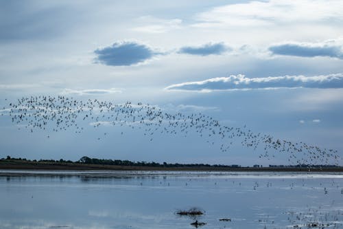 birds_flying, 一群鳥, 天性 的 免费素材图片