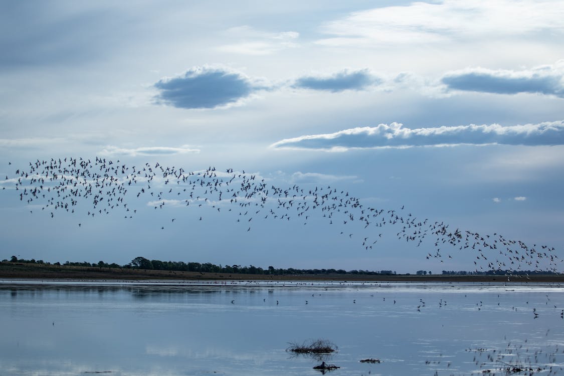 Flock of Birds Flying over the Lake