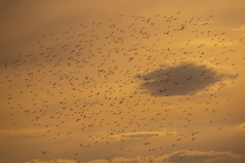 Flock of Birds Flying during Sunset