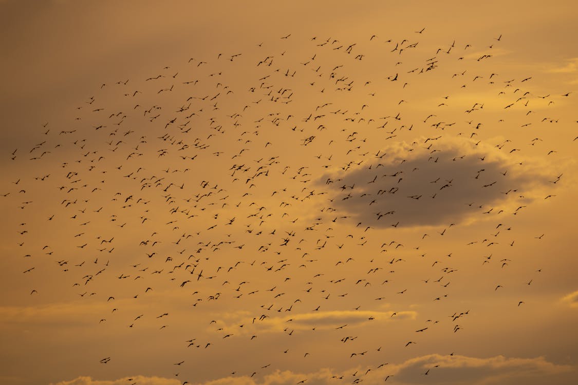 Flock of Birds Flying during Sunset