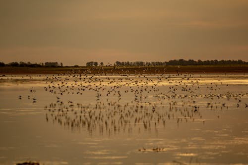 Flock of Birds on Water