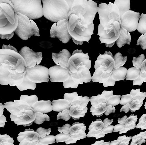 Free stock photo of gardenia Stock Photo