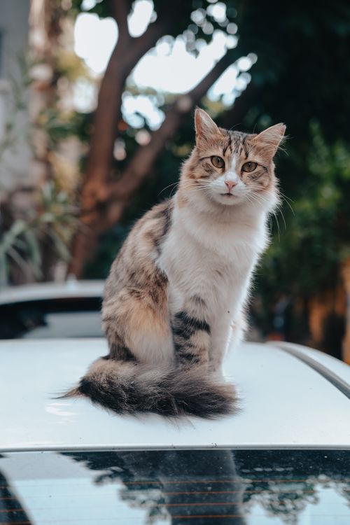 Free Adorable feline sitting on a car roof in İstanbul, showcasing its curious stare and fluffy fur. Stock Photo