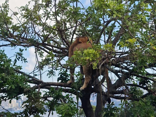 Free stock photo of lion, tree