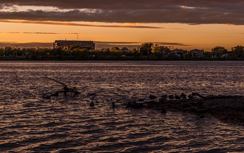 Free stock photo of beautiful sunset, birds, golden horizon