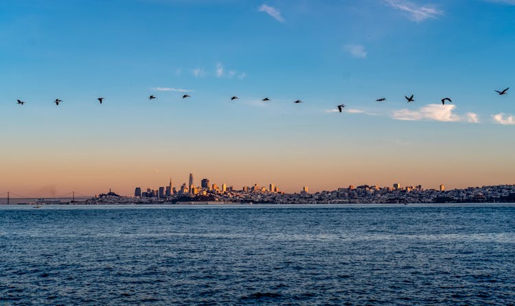 Birds Flying Over Sea Near City