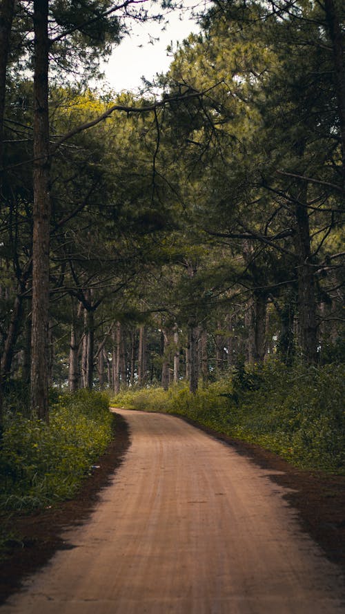 Free stock photo of coniferous trees, forest path, old street