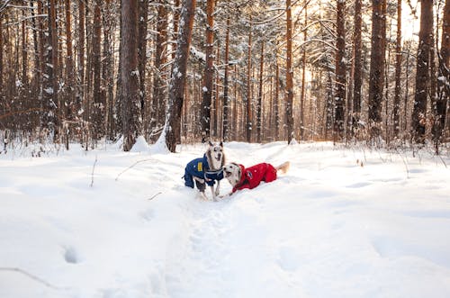 Gratis Fotos de stock gratuitas de animales domésticos, canino, clima frío Foto de stock