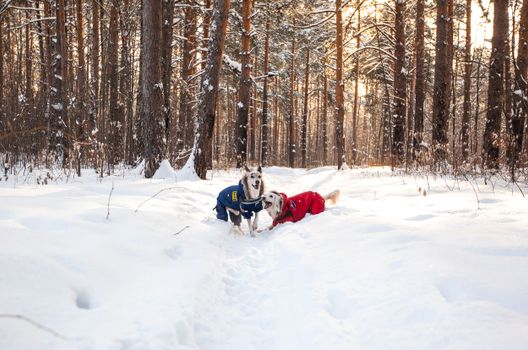 Dogs on Snow