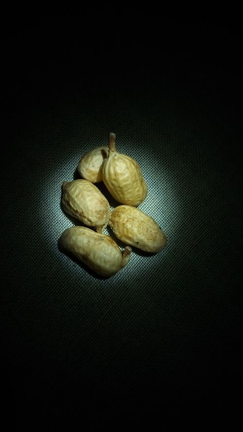 Free stock photo of nut Stock Photo