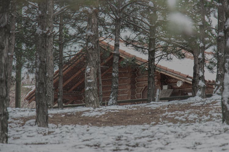 Wooden Lodge Beside Pine Trees 