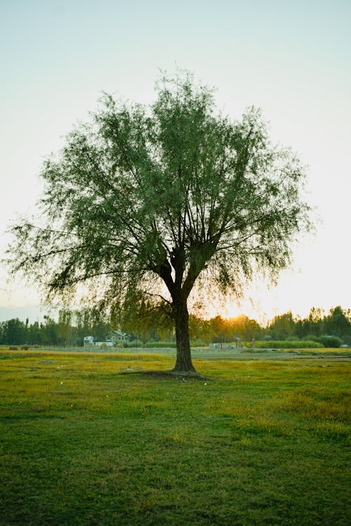 Photo of Green Tree on a Grass Field at Sunset